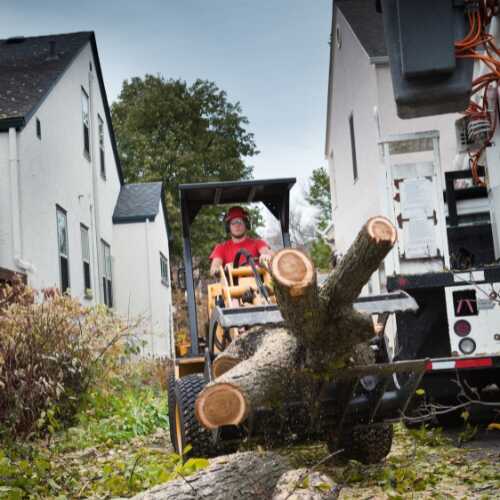 Professional Tree Service in Walworth, WI - Creekstone Landscaping INC (2)