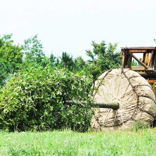 Professional Tree Service in Walworth, WI - Creekstone Landscaping INC (3)